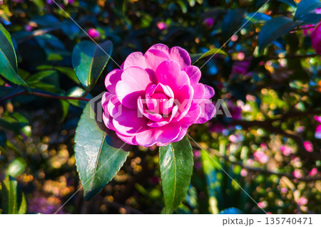 乙女サザンカのピンクの花 乙女サザンカのピンクの花 135740471
