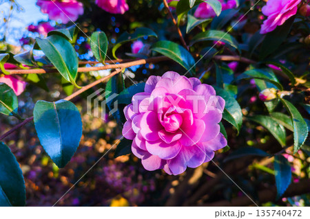 乙女サザンカのピンクの花 135740472