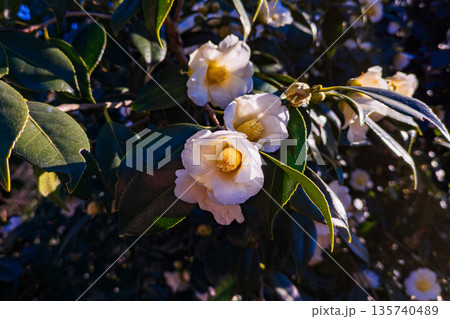 満開の白い椿の花 満開の白い椿の花 135740489