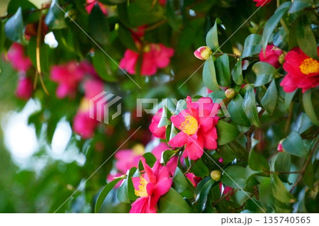 赤いサザンカの花 赤いサザンカの花 135740565