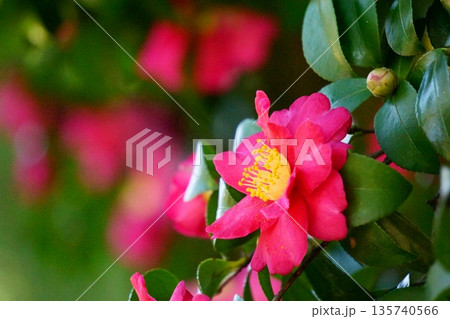 椿に似た冬に咲く花 赤いサザンカ 椿に似た冬に咲く花 赤いサザンカ 135740566