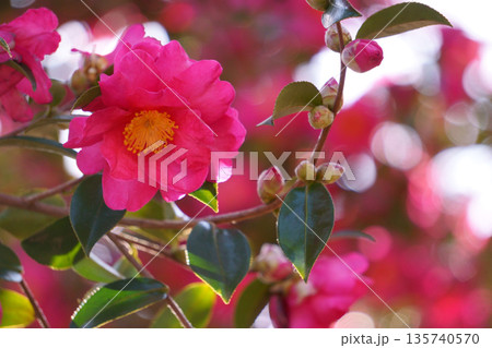 椿に似た赤いサザンカの花 椿に似た赤いサザンカの花 135740570