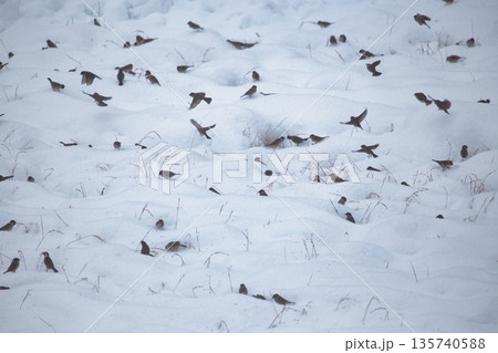 冬のスズメたち 135740588