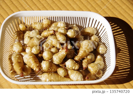 収穫された菊芋 収穫された菊芋 135740720