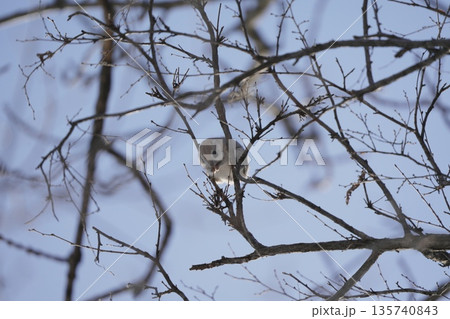 木の枝にとまる冬のエゾモモンガ 135740843