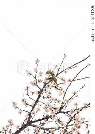 Plum Blossom Trees Herald Spring Plum Blossom Trees Herald Spring 135741030
