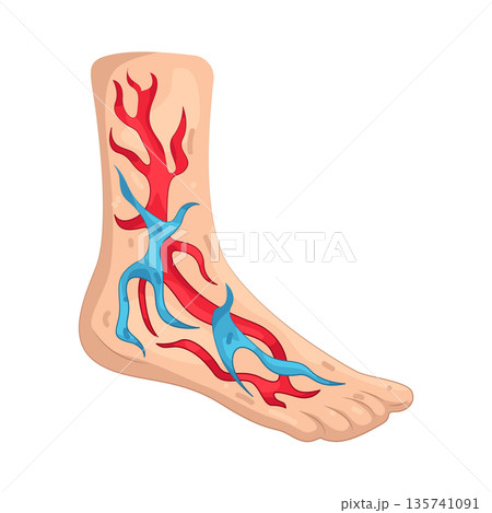 Illustration of Blood vessels in a human foot Illustration of Blood vessels in a human foot 135741091