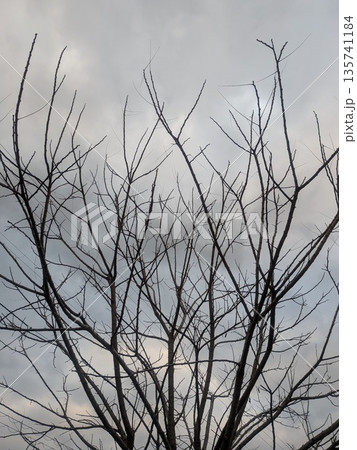 曇り空と枯れ木 135741184