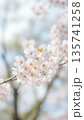 青空の下で咲く桜の花が美しい春のナチュラル写真 135741258