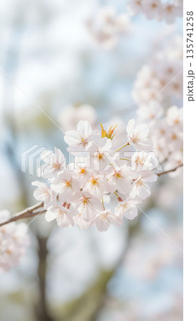 青空の下で咲く桜の花が美しい春のナチュラル写真 135741258