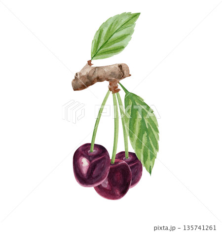 Cherry branch with ripe red fruit and green leaves, hand painted in soft watercolor style. Botanical illustration for food packaging, labels, menus, branding, organic products and seasonal design use Cherry branch with ripe red fruit and green leaves, hand painted in soft watercolor style. Botanical illustration for food packaging, labels, menus, branding, organic products and seasonal design use 135741261