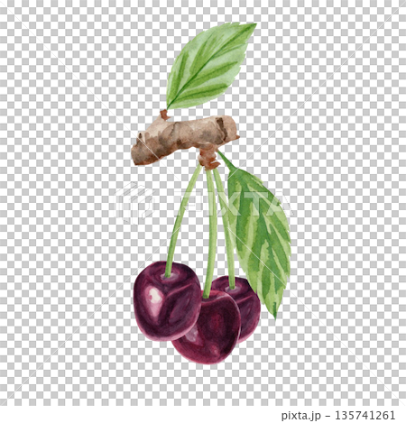 Cherry branch with ripe red fruit and green leaves, hand painted in soft watercolor style. Botanical illustration for food packaging, labels, menus, branding, organic products and seasonal design use 135741261