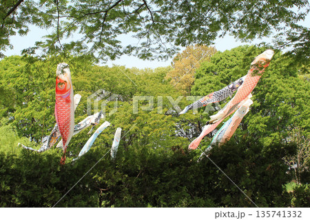 鯉のぼり　端午の節句 135741332