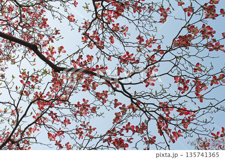 ハナミズキ 135741365