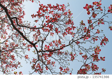 ハナミズキ 135741366