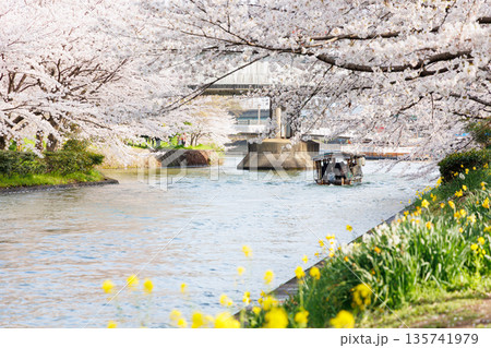京都の桜咲く伏見十石舟(人物、ロゴ等編集済) 京都の桜咲く伏見十石舟(人物、ロゴ等編集済) 135741979