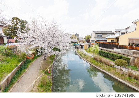 京都の桜咲く伏見十石舟（人物、ロゴ等編集済） 135741980