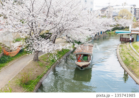 京都の桜咲く伏見十石舟（人物、ロゴ等編集済） 135741985