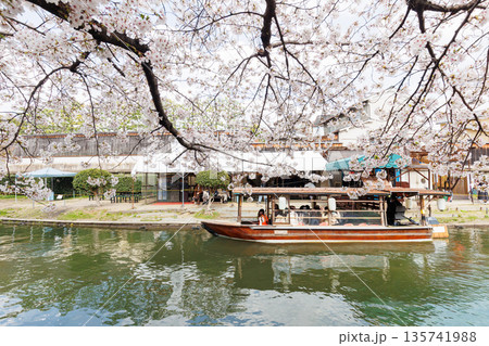 京都の桜咲く伏見十石舟(人物、ロゴ等編集済) 京都の桜咲く伏見十石舟(人物、ロゴ等編集済) 135741988