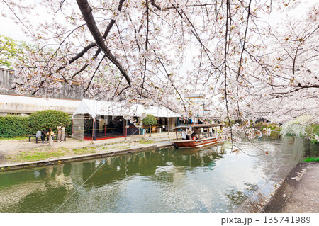 京都の桜咲く伏見十石舟(人物、ロゴ等編集済) 京都の桜咲く伏見十石舟(人物、ロゴ等編集済) 135741989