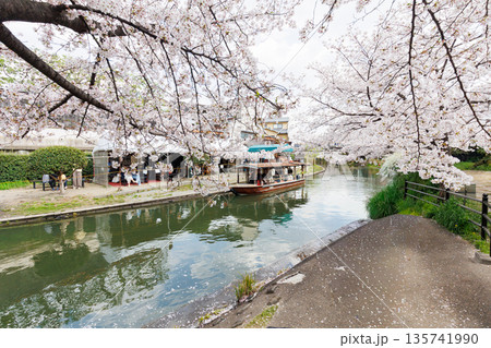 京都の桜咲く伏見十石舟（人物、ロゴ等編集済） 135741990