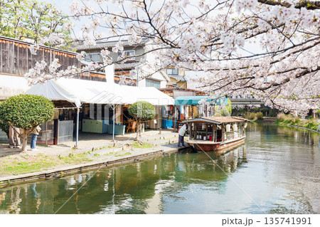 京都の桜咲く伏見十石舟(人物、ロゴ等編集済) 京都の桜咲く伏見十石舟(人物、ロゴ等編集済) 135741991