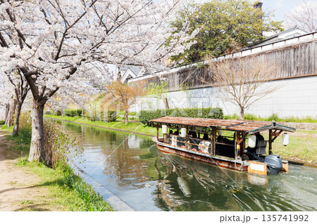 京都の桜咲く伏見十石舟(人物、ロゴ等編集済) 京都の桜咲く伏見十石舟(人物、ロゴ等編集済) 135741992