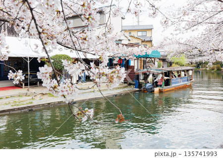 京都の桜咲く伏見十石舟（人物、ロゴ等編集済） 135741993