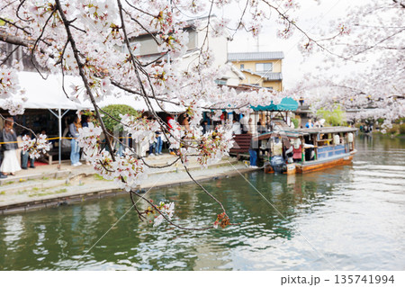 京都の桜咲く伏見十石舟（人物、ロゴ等編集済） 135741994