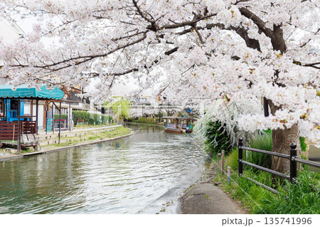 京都の桜咲く伏見十石舟(人物、ロゴ等編集済) 京都の桜咲く伏見十石舟(人物、ロゴ等編集済) 135741996