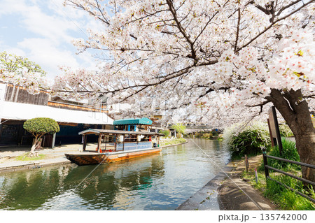 京都の桜咲く伏見十石舟（人物、ロゴ等編集済） 135742000