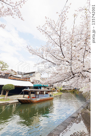 京都の桜咲く伏見十石舟(人物、ロゴ等編集済) 京都の桜咲く伏見十石舟(人物、ロゴ等編集済) 135742001