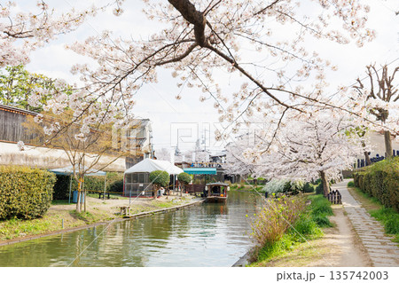 京都の桜咲く伏見十石舟(人物、ロゴ等編集済) 京都の桜咲く伏見十石舟(人物、ロゴ等編集済) 135742003