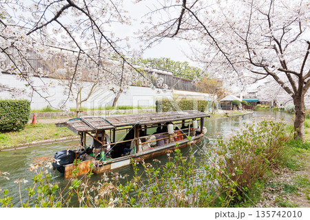 京都の桜咲く伏見十石舟(人物、ロゴ等編集済) 京都の桜咲く伏見十石舟(人物、ロゴ等編集済) 135742010
