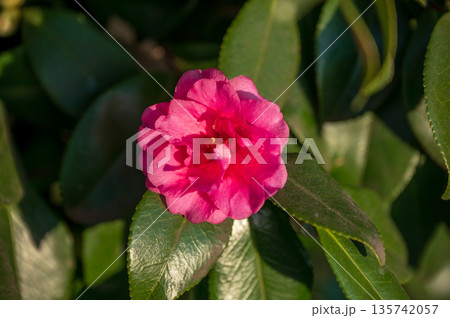 乙女サザンカの赤い花 乙女サザンカの赤い花 135742057