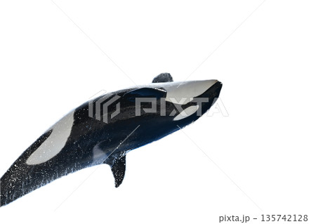 シャチ（背景なし） 135742128