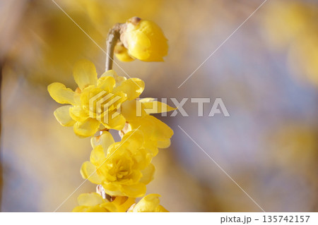 早春の光を浴びて咲くロウバイの花 早春の光を浴びて咲くロウバイの花 135742157