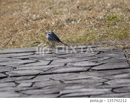 猪名川の堤防を歩くハクセキレイ 135742212