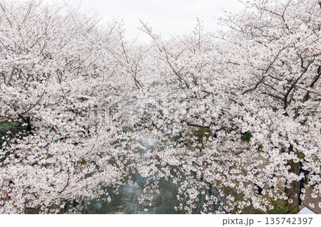 京都の桜咲く伏見十石舟（人物、ロゴ等編集済） 135742397