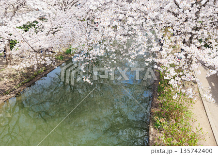 京都の桜咲く伏見十石舟（人物、ロゴ等編集済） 135742400