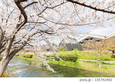 京都の桜咲く伏見十石舟(人物、ロゴ等編集済) 京都の桜咲く伏見十石舟(人物、ロゴ等編集済) 135742402