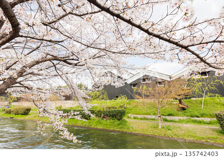 京都の桜咲く伏見十石舟(人物、ロゴ等編集済) 京都の桜咲く伏見十石舟(人物、ロゴ等編集済) 135742403