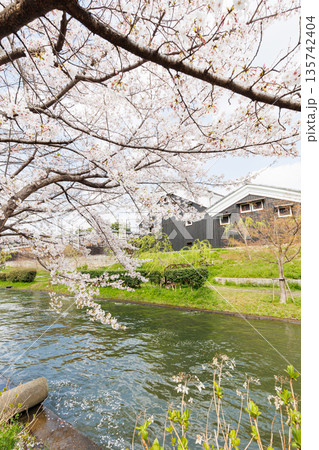 京都の桜咲く伏見十石舟(人物、ロゴ等編集済) 京都の桜咲く伏見十石舟(人物、ロゴ等編集済) 135742404