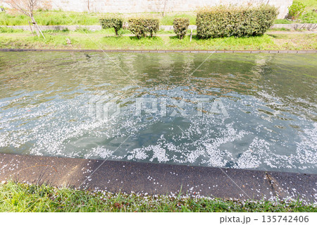 京都の桜咲く伏見十石舟（人物、ロゴ等編集済） 135742406