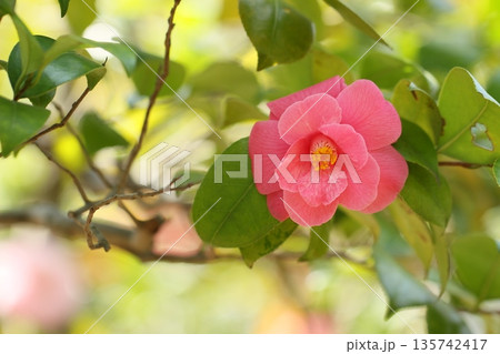赤い椿の花　冬風景　冬の花 135742417