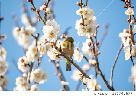 満開の梅とメジロ 135742677