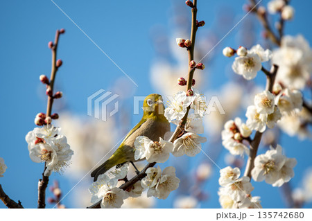 満開の梅とメジロ 135742680