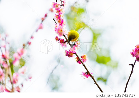 梅林のピンクの梅の花の枝にとまる緑色の春告げ鳥、メジロ 135742717