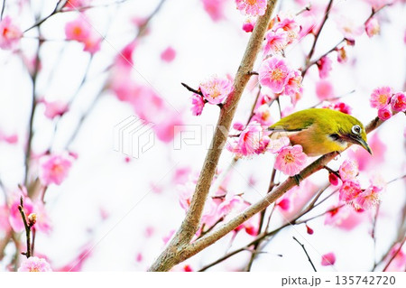 紅梅の花の枝にとまるカワイイ緑の小鳥、メジロ 紅梅の花の枝にとまるカワイイ緑の小鳥、メジロ 135742720
