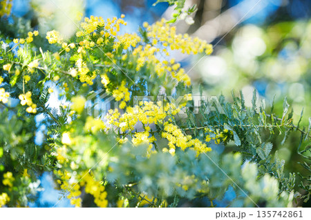 春の光に輝くミモザの黄色い花と柔らかなボケ背景 春の光に輝くミモザの黄色い花と柔らかなボケ背景 135742861